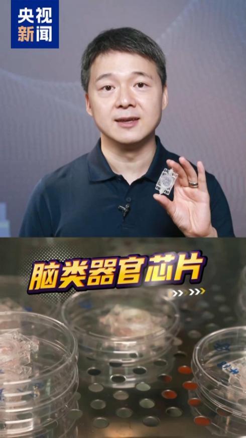 探索脑科学新可能!中国科学家将“迷你大脑”送上太空