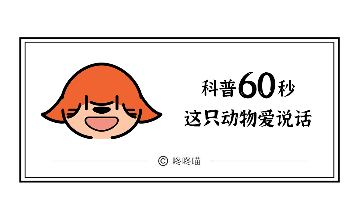 海豚:听说人工智能很发达,动物智能你们研究透了吗?