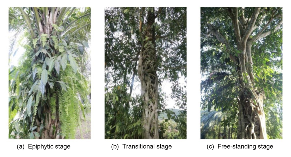 榕树“绞杀”大树的秘密:只为了抢一口“磷”!|版纳植物园New Phytologist文章