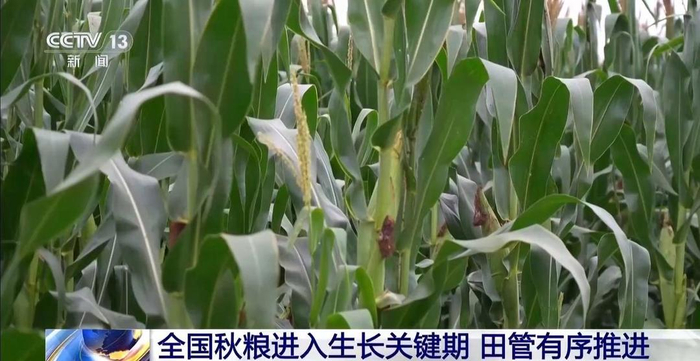 无人机“体检”、水肥一体化，多地有序推进秋粮田管