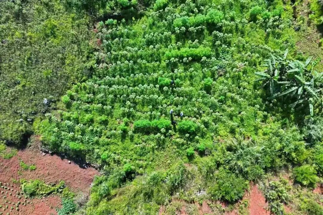 无人机排查发现野生大麻约500株！